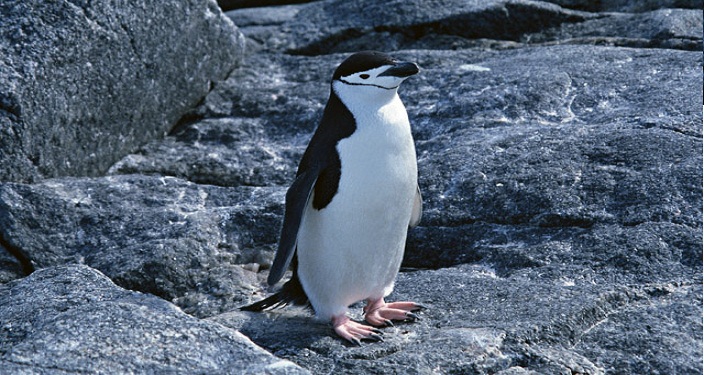 ペンギン